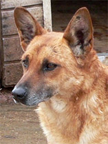 Arthur - Traurige Hundeherzen