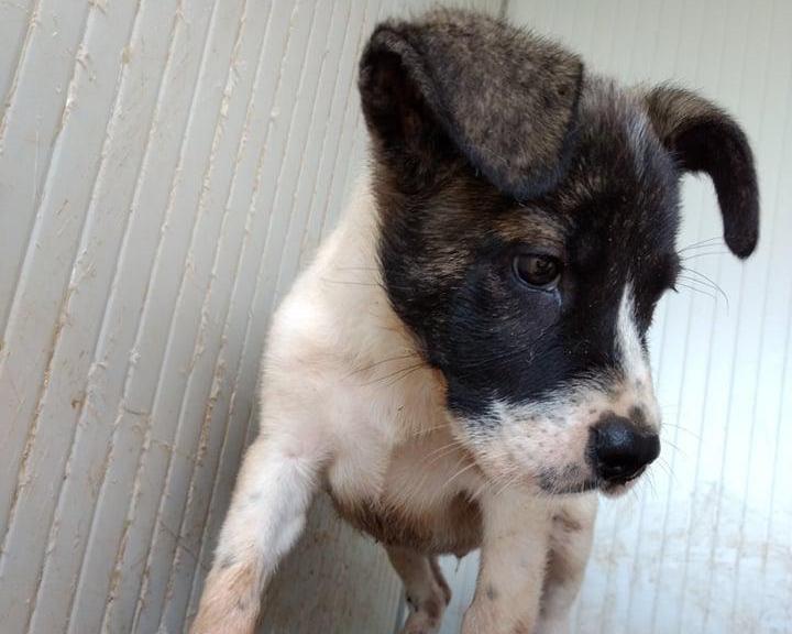 Arthur (reserviert) - Traurige Hundeherzen