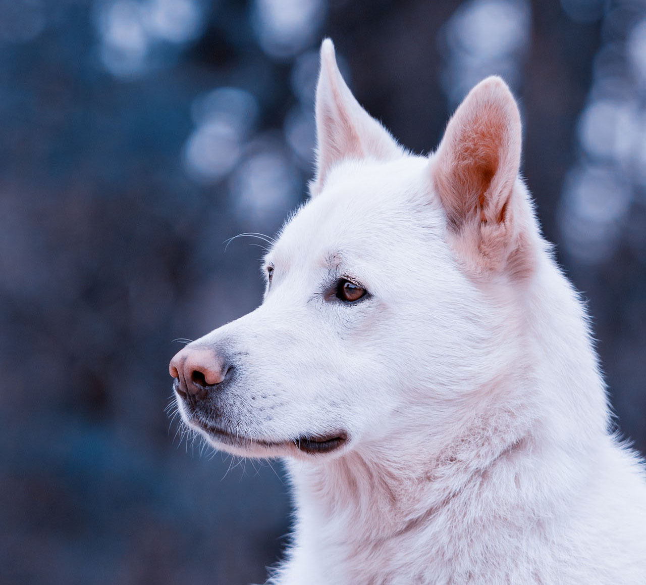 Hund