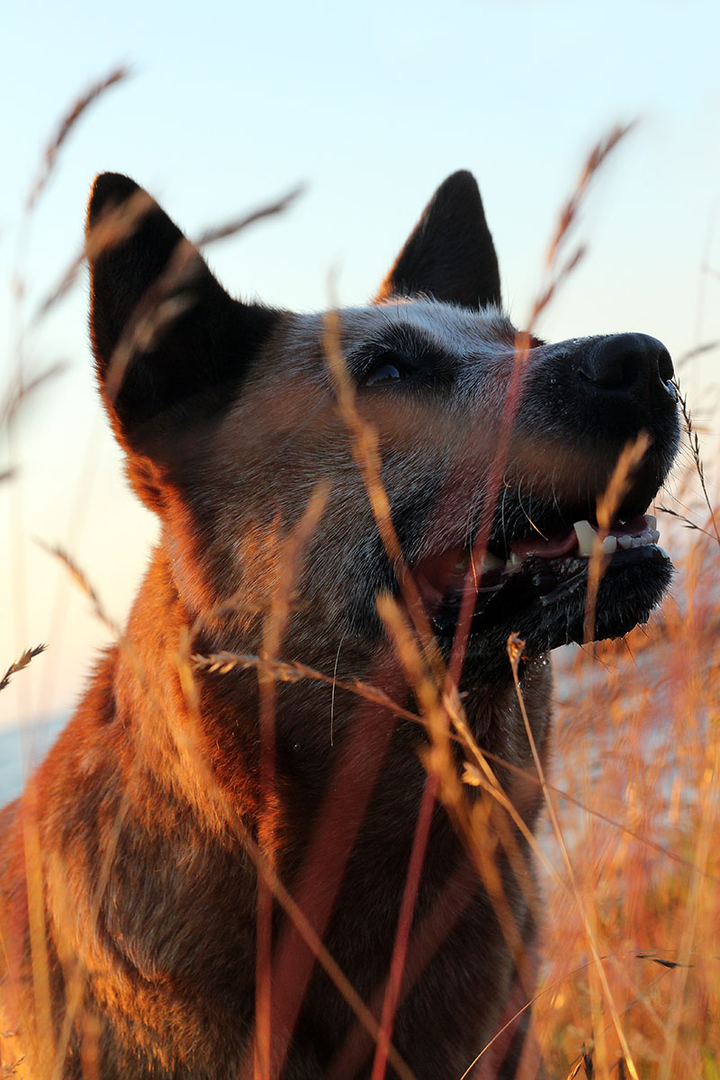 Hund-02