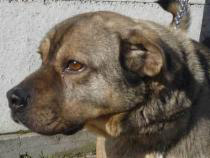 Mopi (jetzt Lennox)