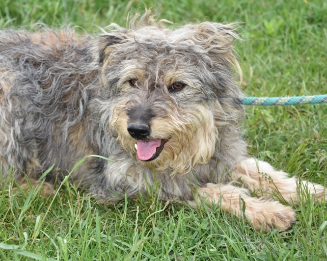 Csutka | Traurige Hundeherzen