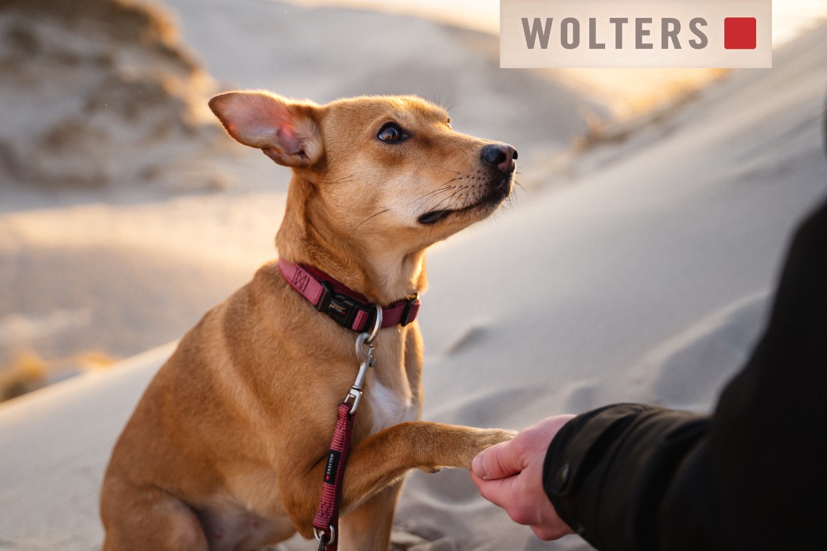 Wolters cat dog